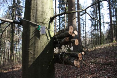 Des fagots de différentes tailles ont été suspendus aux arbres durant une année pour permettre leur colonisation par les coléoptères du bois. 
